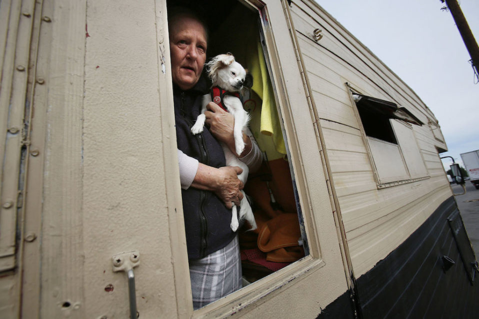 Homeless Animals and their Companions